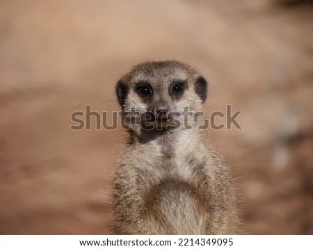 close-up of a cute meerkat looking around in front of a brown background