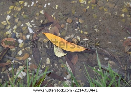 fallen yellow leaf on pebbles in the lake