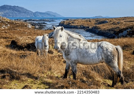 Eriskay Ponies - Stallions, Isle of Eriskay Royalty-Free Stock Photo #2214350483