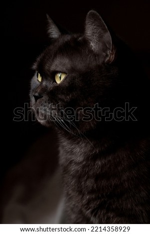 close up portrait of black cat with yellow eyes