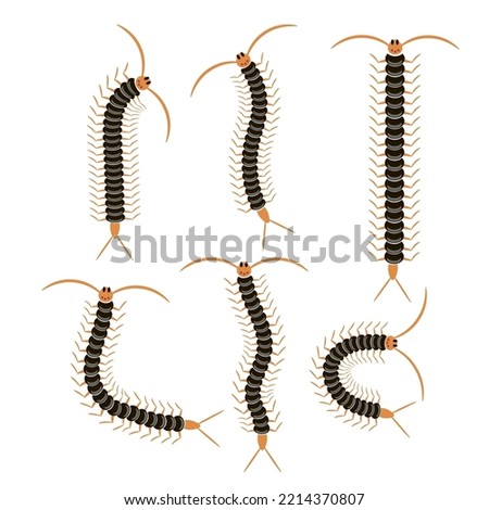 Vector Black Cartoon Scolopendra Isolated on White Background. Giant Centipede Animal Icon.