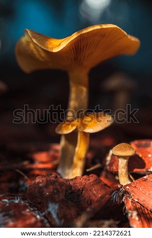 Californian mushrooms in a clearing on an autumn morning in the shade of trees on a blurred background, the sun's rays fall on the mushrooms, autumn composition. Selective focus, vertical orientation
