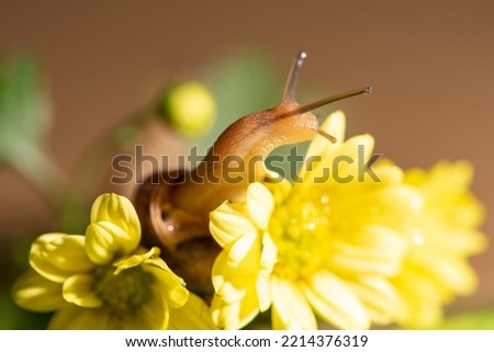 Snail, beautiful snail walking on yellow flowers with green leaves seen through a macro lens, selective focus.