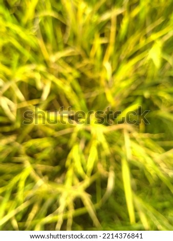 Defocused paddy in the ricefield taken in high angle or bird eye view or aerial view