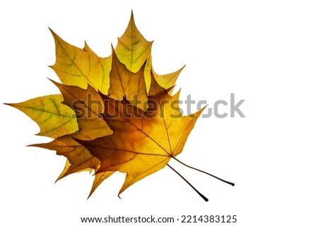 Close-up of maple colorful leaves on a white background