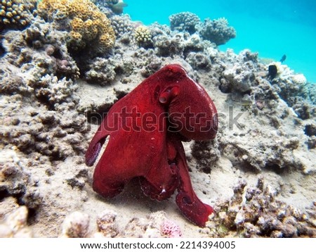 Octopus. Big Blue Octopus on the Red Sea Reefs.

