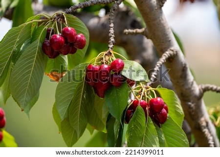 Sweet ripe black cherry berries hanging on cherry tree in fruit orchard on June, near Venasque village, Luberon, France Royalty-Free Stock Photo #2214399011