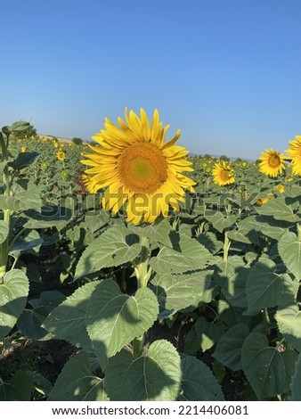 Sunflower field blue sky summer stock image