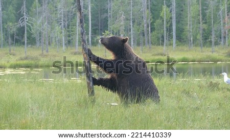 Lone brown bear Ursus arctos in a grassy meadow in wild Eastern Finland next to Russian border in Kainuu on a beautiful Summer evening