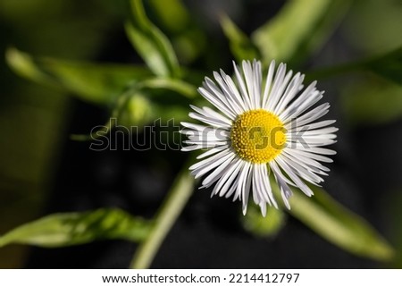 Daisy fleabane a beautiful white flower
