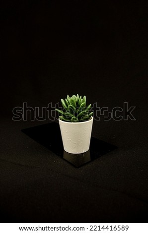 Photograph of a green artificial cactus in a white pot on a small black mirror with a black background