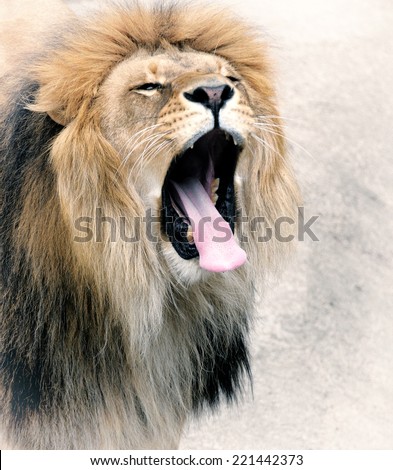 Close Up picture of a male lion.