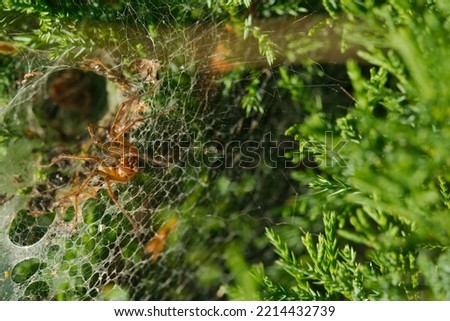 spider at web perform to attack
