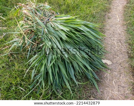 Pennisetum purpureum cv mott grass rolls are commonly used by farmers to feed cattle or goats