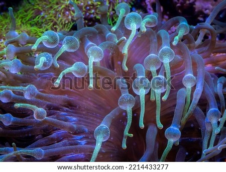 The Bubble-tip anemone (Entacmaea quadricolor) is a species of sea anemone which is widespread throughout the tropical waters of the Indo-Pacific area, including the Red Sea.  Royalty-Free Stock Photo #2214433277