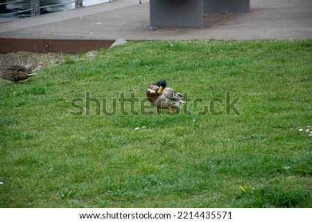duck in front of a river
