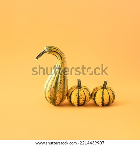 Creative halloween layout made of natural pumpkin on yellow background. Minimal swan concept.