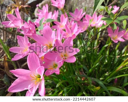 blooming pink rain lilies also known rosepink zephyr lily Zephyranthes carinata under morning sun Royalty-Free Stock Photo #2214442607