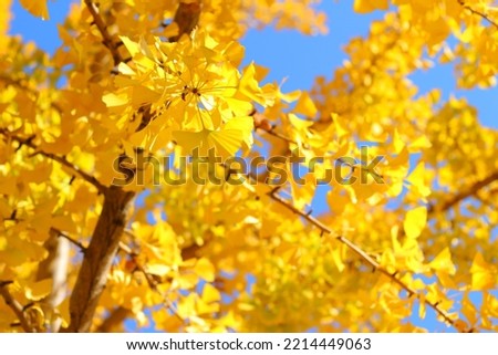 Ginkgo trees in Japan turn golden in autumn
