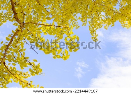 Ginkgo trees in Japan turn golden in autumn