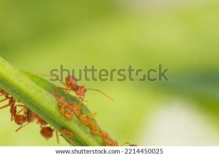Ants and leafhopper on the green tree over natural background concept for  pesticides or pest control in agriculture garden, symbiosis, ecosystem, biological, biology