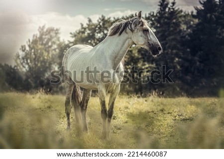 Portrait of a beautiful white pura raza espanola horse on a pasture in summer outdoors Royalty-Free Stock Photo #2214460087