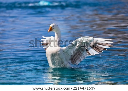 A white goose with grayish brown feathers in the pond water with it's wings spread out.