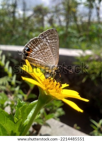 A butterfly sucking nectar from a daisy 