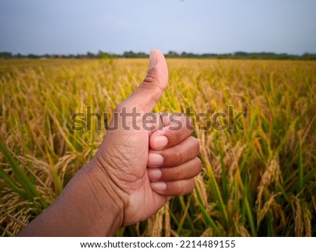 Hand sign good whit unfocus yellowed rice plants background.