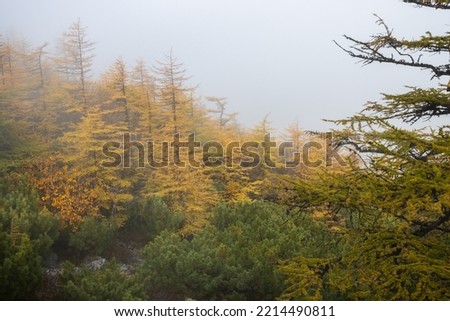 Beautiful foggy autumn forest landscape. View of the larch forest in the fog. Larch trees with yellow crowns and thickets of evergreen dwarf pine in the mountains. Travel and hiking in northern nature