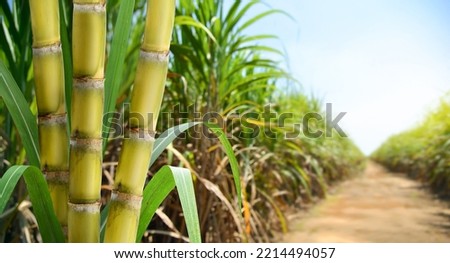 Sugar cane stalks with sugar cane plantation background. Royalty-Free Stock Photo #2214494057