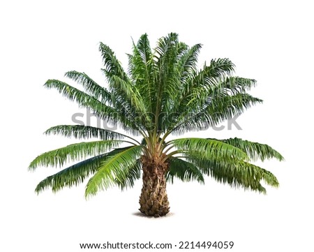 Oil plam tree isolated on white background.