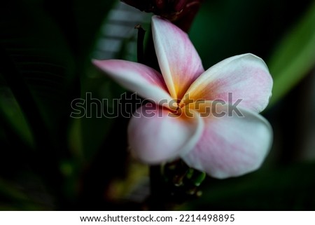 Frangipani, temple flower, coral tree, plumeria, flower in white pink dark background