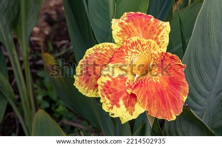 Canna Yellow King Humbert is a bright yellow houseplant