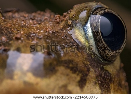 close-up view of a nocturnal toad eye 