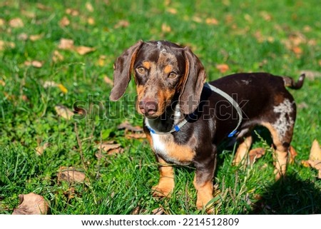 Young Dachshund dog in close-up on a green field
