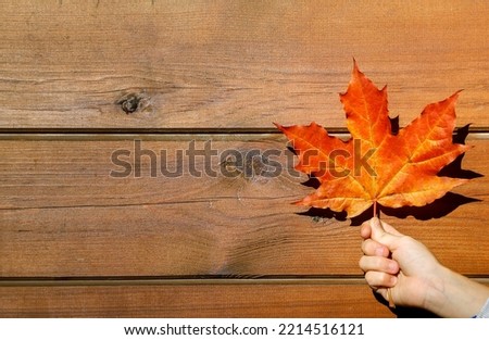 Bright orange leaf of the maple tree in the child's hand against brown wooden wall. Autumn background with copy space