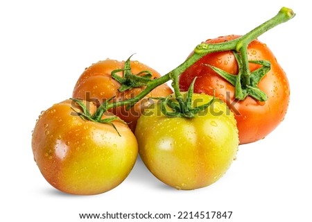 Unripe and ripe fresh tomatoes on a green branch isolated on a white background