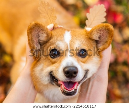 Womans hands holds autumn oak leaves near dogs head like horns. Enjoy at autumn season