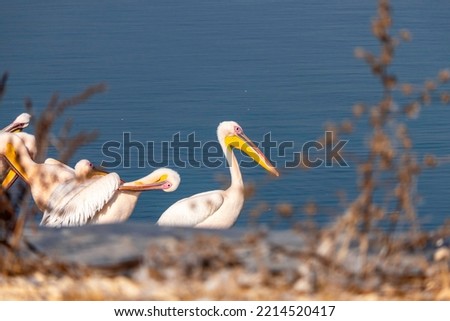 Seasonal bird migration. Great white pelican, Pelecanus onocrotalus or rosy pelican bird at rest. Israel