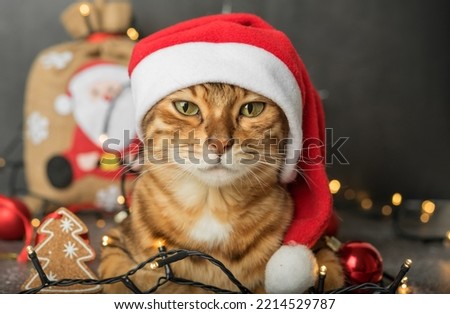 A ginger domestic cat sits in a New Years hat on a dark background with Christmas tree lights and decorations. Christmas card.