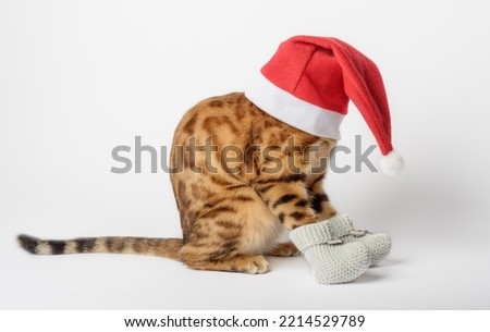 Funny Bengal cat in a Christmas hat isolated on a white background. Cat Santa in a red hat and socks. Side view.
