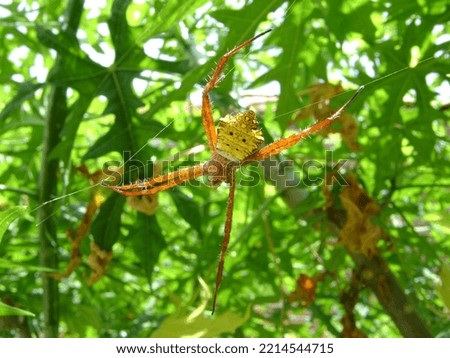 yellow spider in the garden during the day