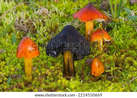 Illustrative image of group of Blackening waxcap with the central mushroom turned naturally black surrounded by fresh and shiny reddish other hygrocybe conica or gilled mushroom Royalty-Free Stock Photo #2214550669