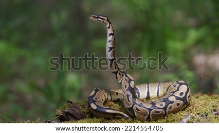 Snake raises its head well off the ground. Royalty-Free Stock Photo #2214554705