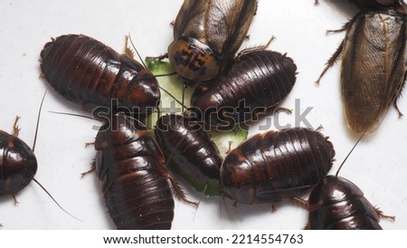 Large cockroaches eating a cucumber isolated on white background, top view. Vile and harmful insects. 4K UHD