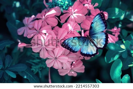 Beautiful blue butterfly on a pink flower in nature, close-up macro.
