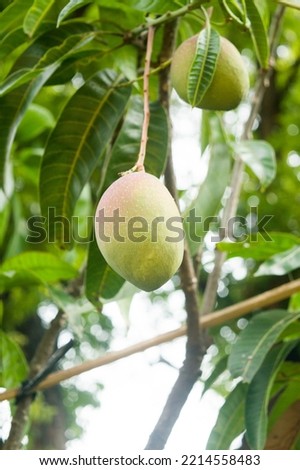 two yuwen mangoes bear fruit on the grafted tree Royalty-Free Stock Photo #2214558483