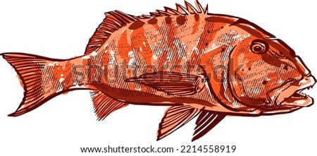 the vector illustration the Australin fish isolated on white