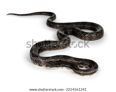 Full length image of a Black rat snake aka Pantherophis obsoletus. Isolated on a white background.